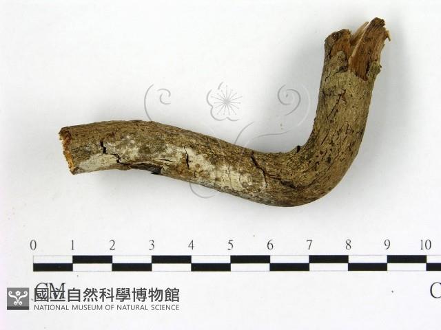冇骨消絲齒菌藏品圖，第3張
