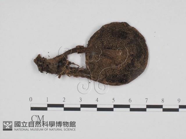 登錄號:F0024676藏品圖，第3張