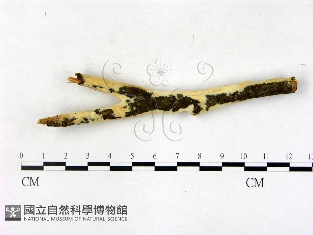 顯絲菌屬藏品圖，第3張