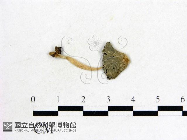 登錄號:F0002676藏品圖，第1張