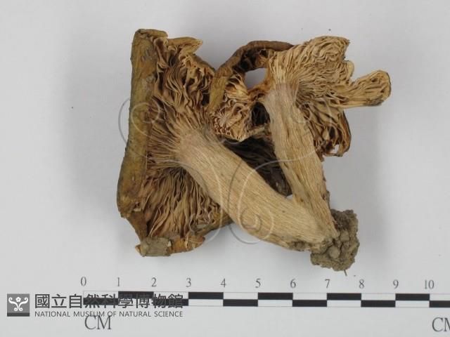 登錄號:F0012676藏品圖，第3張