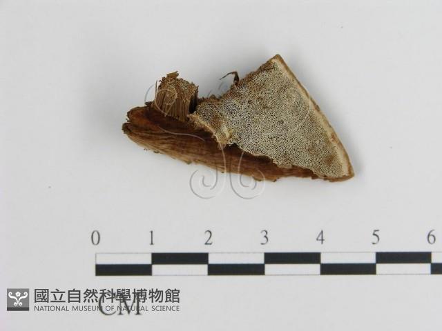 登錄號:F0017676藏品圖，第1張
