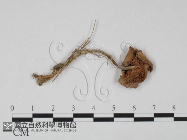 登錄號:F0015676藏品圖，第3張