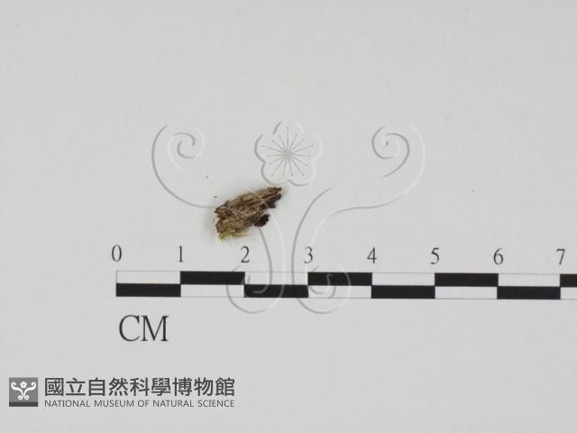登錄號:F0019676藏品圖，第3張