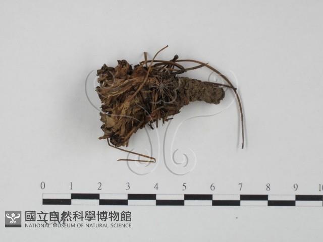 革菌屬藏品圖，第3張