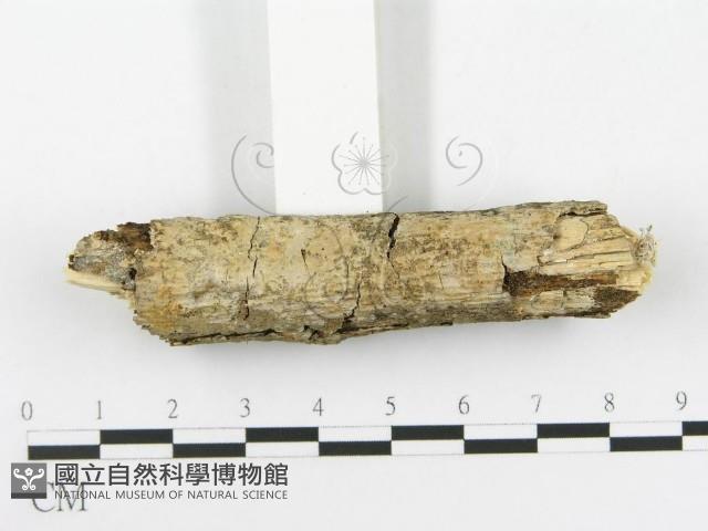 顯絲菌屬藏品圖，第3張