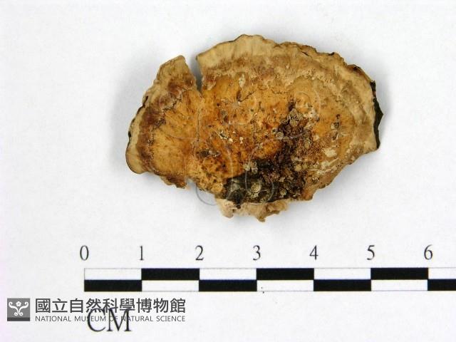 多年臥孔菌屬藏品圖，第3張
