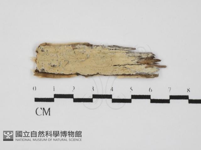 登錄號:F0031476藏品圖，第3張