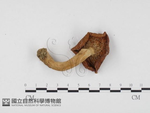 登錄號:F0024476藏品圖，第3張