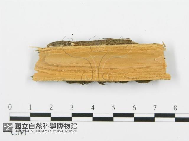 登錄號:F0004476藏品圖，第3張