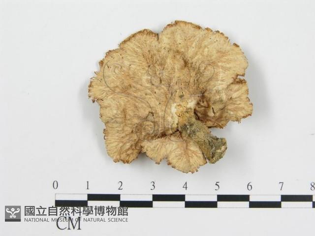 登錄號:F0012476藏品圖，第3張