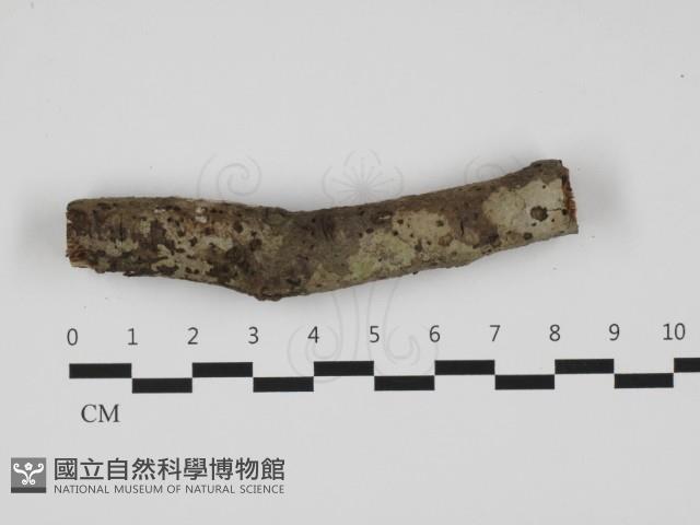 刺皮菌屬藏品圖，第3張