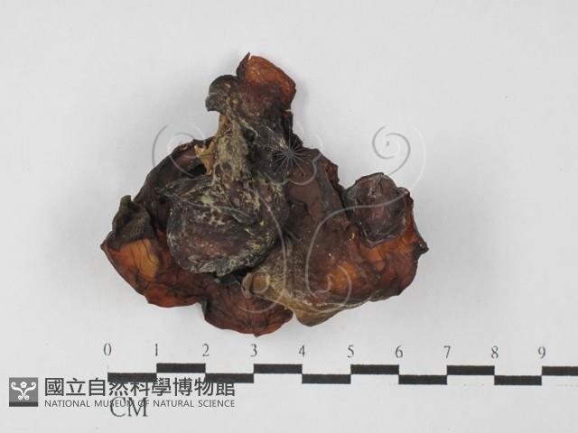 登錄號:F0027476藏品圖，第3張