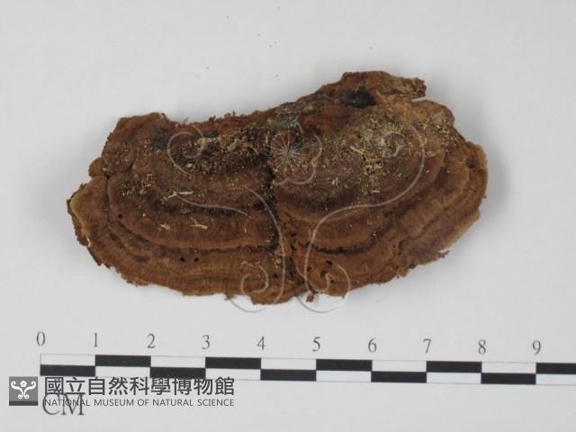 栓菌屬藏品圖，第3張