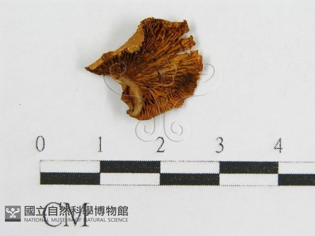 登錄號:F0005476藏品圖，第3張