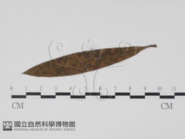 登錄號:F0019476藏品圖，第3張