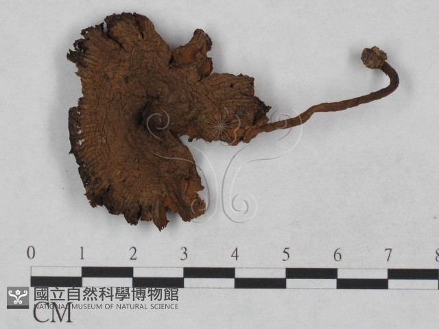 登錄號:F0023476藏品圖，第3張