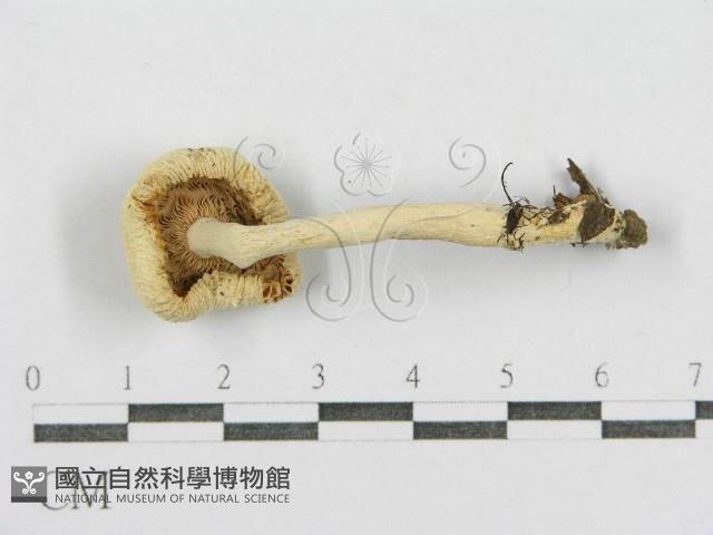 紅菇屬藏品圖，第3張