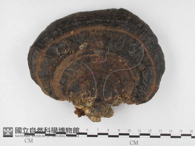 登錄號:F0013476藏品圖，第1張