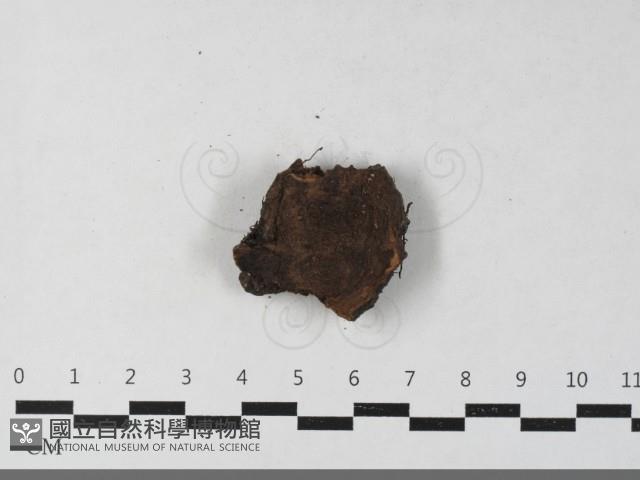 登錄號:F0033476藏品圖，第3張