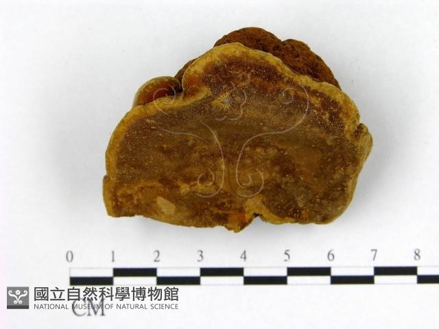 登錄號:F0008776藏品圖，第3張