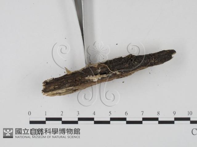 登錄號:F0020776藏品圖，第3張