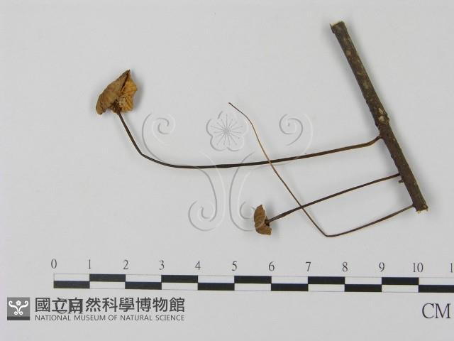 登錄號:F0010776藏品圖，第3張