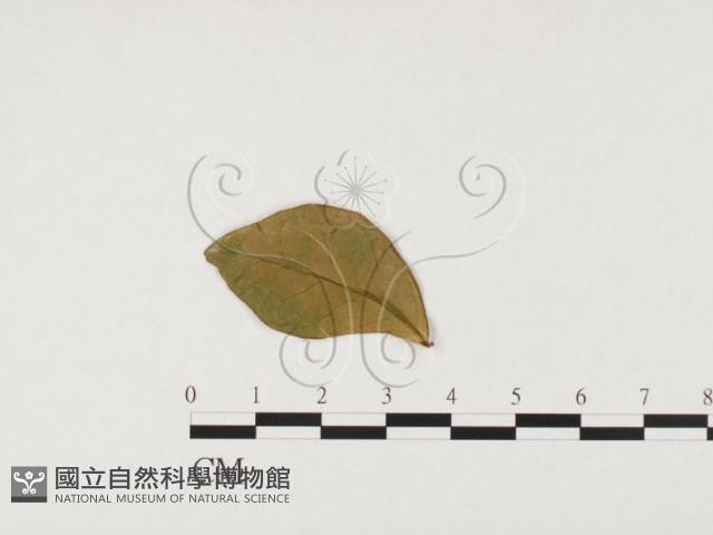 登錄號:F0026776藏品圖，第3張