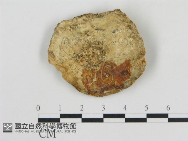 松生擬層孔菌藏品圖，第3張