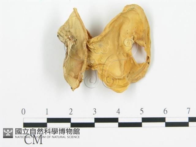 登錄號:F0016776藏品圖，第3張