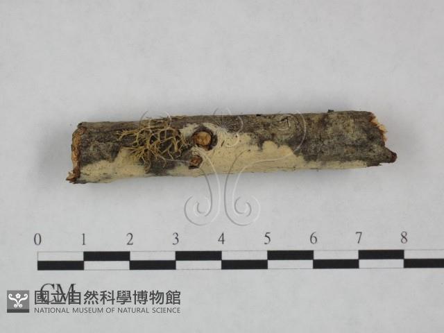 剛毛絲皮菌藏品圖，第3張