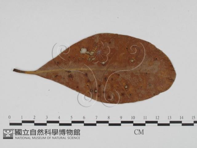 登錄號:F0011776藏品圖，第3張