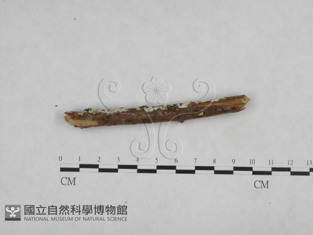 登錄號:F0024776藏品圖，第3張