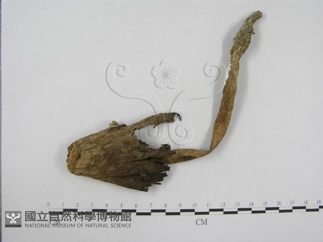 登錄號:F0004776藏品圖，第1張