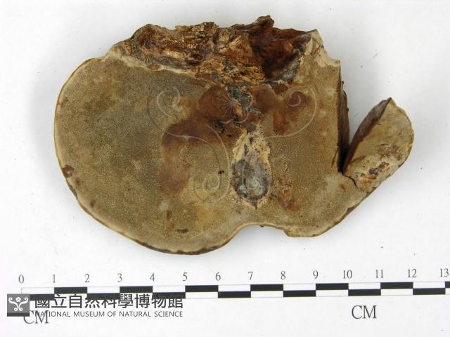 登錄號:F0022776藏品圖，第3張