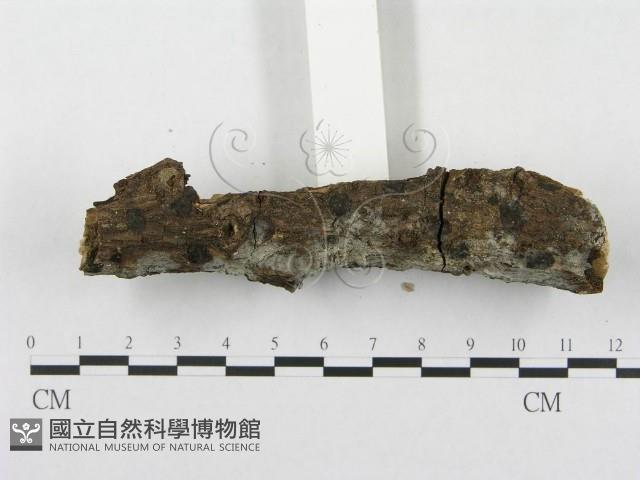 登錄號:F0012776藏品圖，第3張