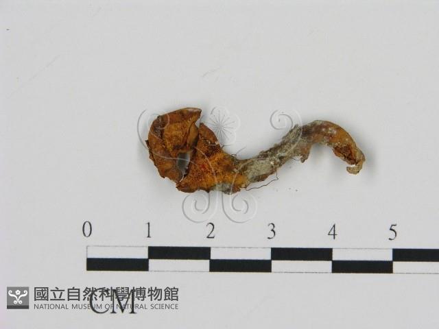 齒菌屬藏品圖，第3張