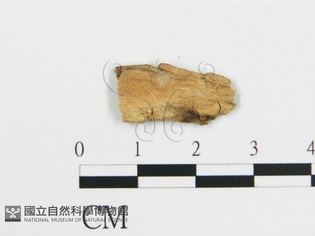 登錄號:F0017776藏品圖，第3張