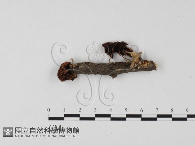 登錄號:F0025776藏品圖，第3張