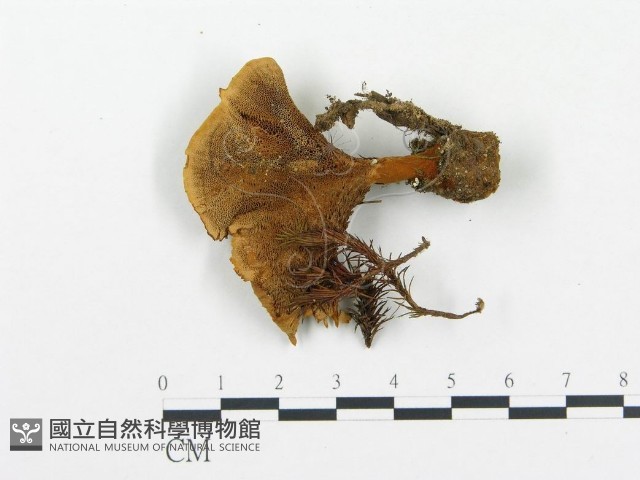 登錄號:F0005776藏品圖，第3張
