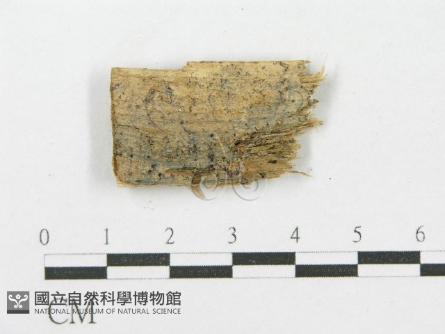 登錄號:F0015776藏品圖，第1張