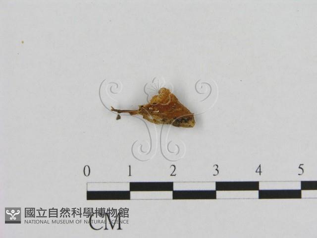 登錄號:F0009776藏品圖，第3張