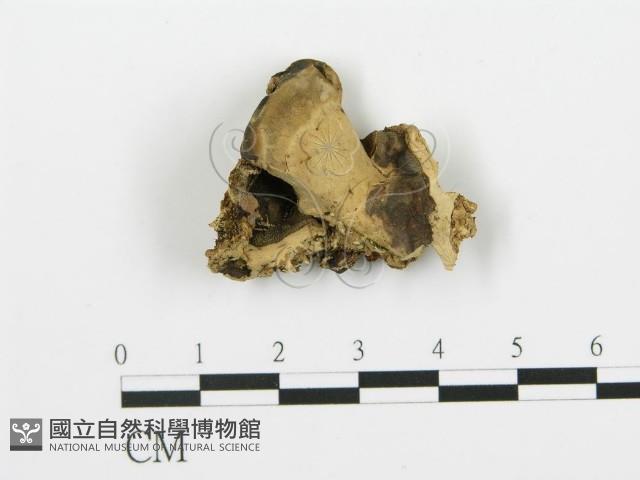 登錄號:F0019776藏品圖，第1張