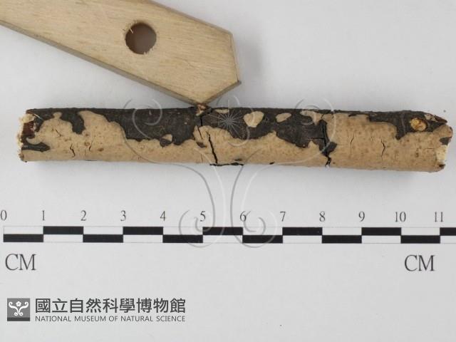登錄號:F0023776藏品圖，第3張