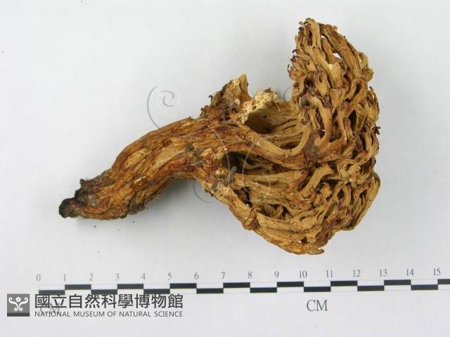 登錄號:F0003776藏品圖，第4張