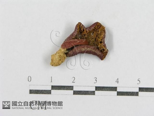 紅菇屬藏品圖，第3張
