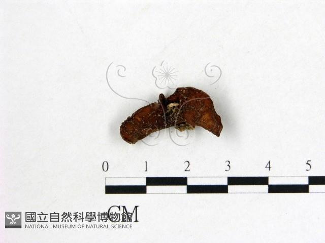 登錄號:F0000576藏品圖，第3張