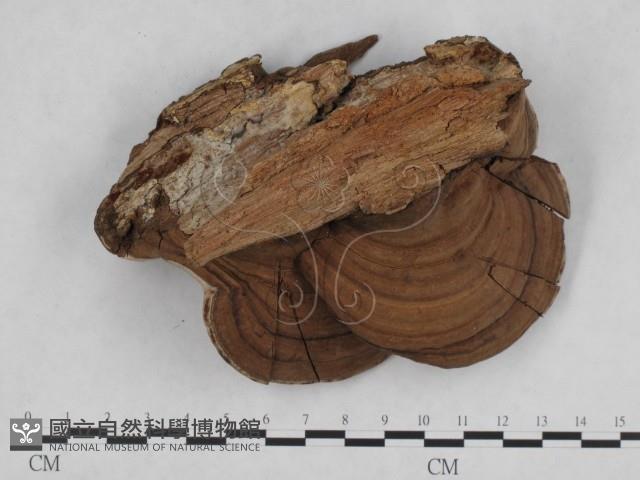 登錄號:F0010576藏品圖，第3張