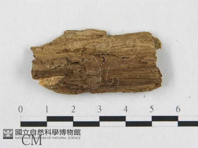 登錄號:F0006576藏品圖，第3張