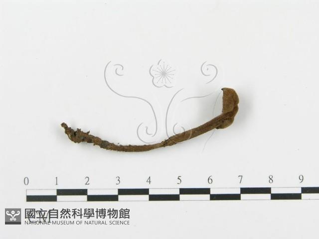 登錄號:F0016576藏品圖，第3張